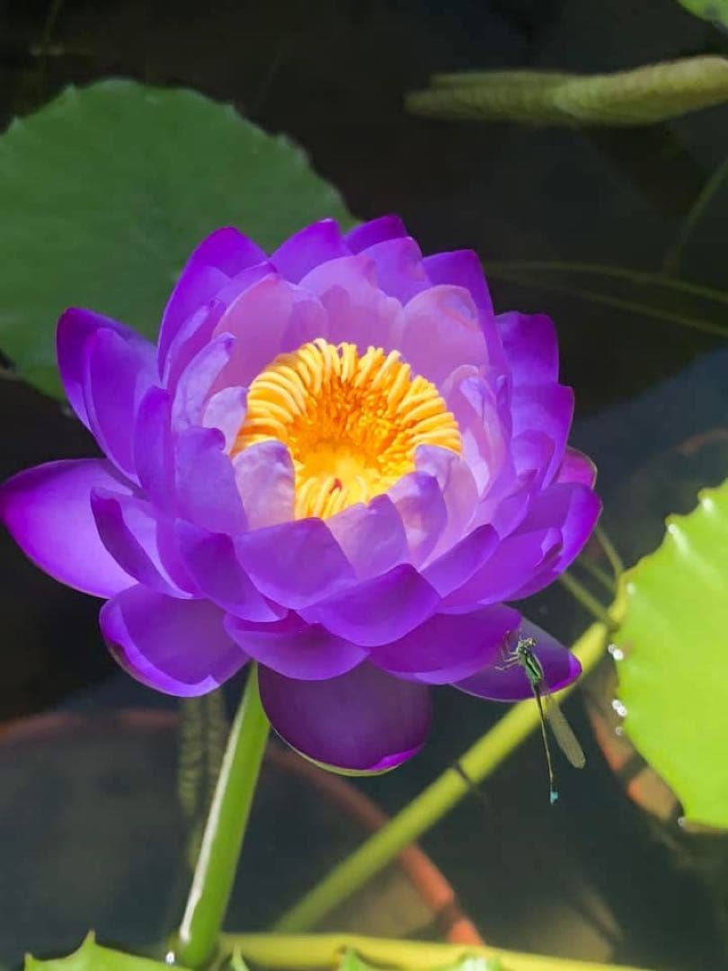 睡蓮の苗1個( ニンファエア・エボレット) nymphaea evolet