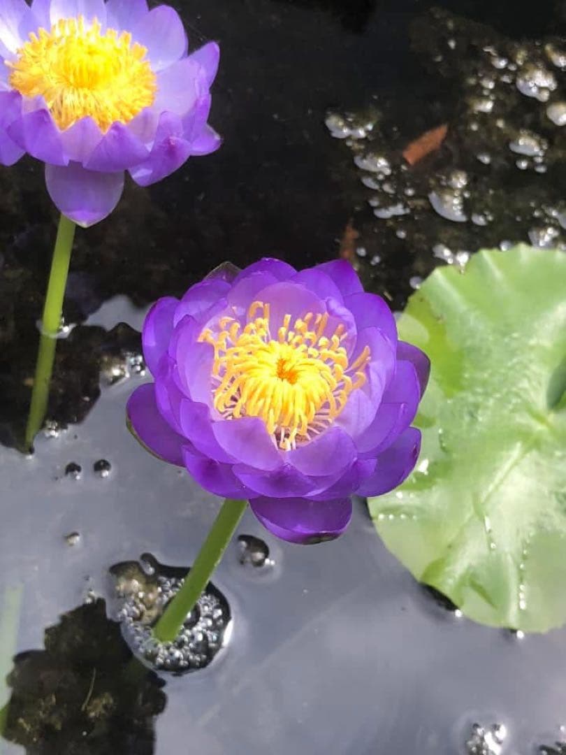 睡蓮の苗1個( ニンファエア・エボレット) nymphaea evolet