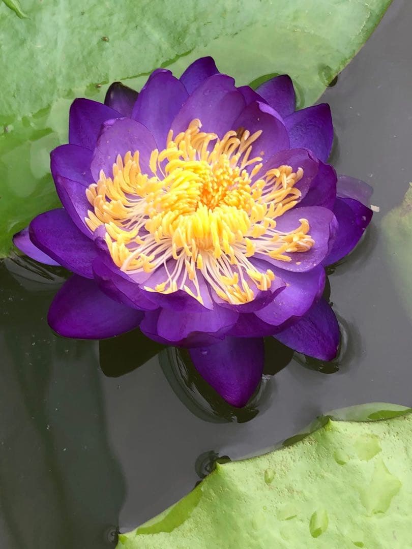 睡蓮の苗1個( ニンファエア・エボレット) nymphaea evolet