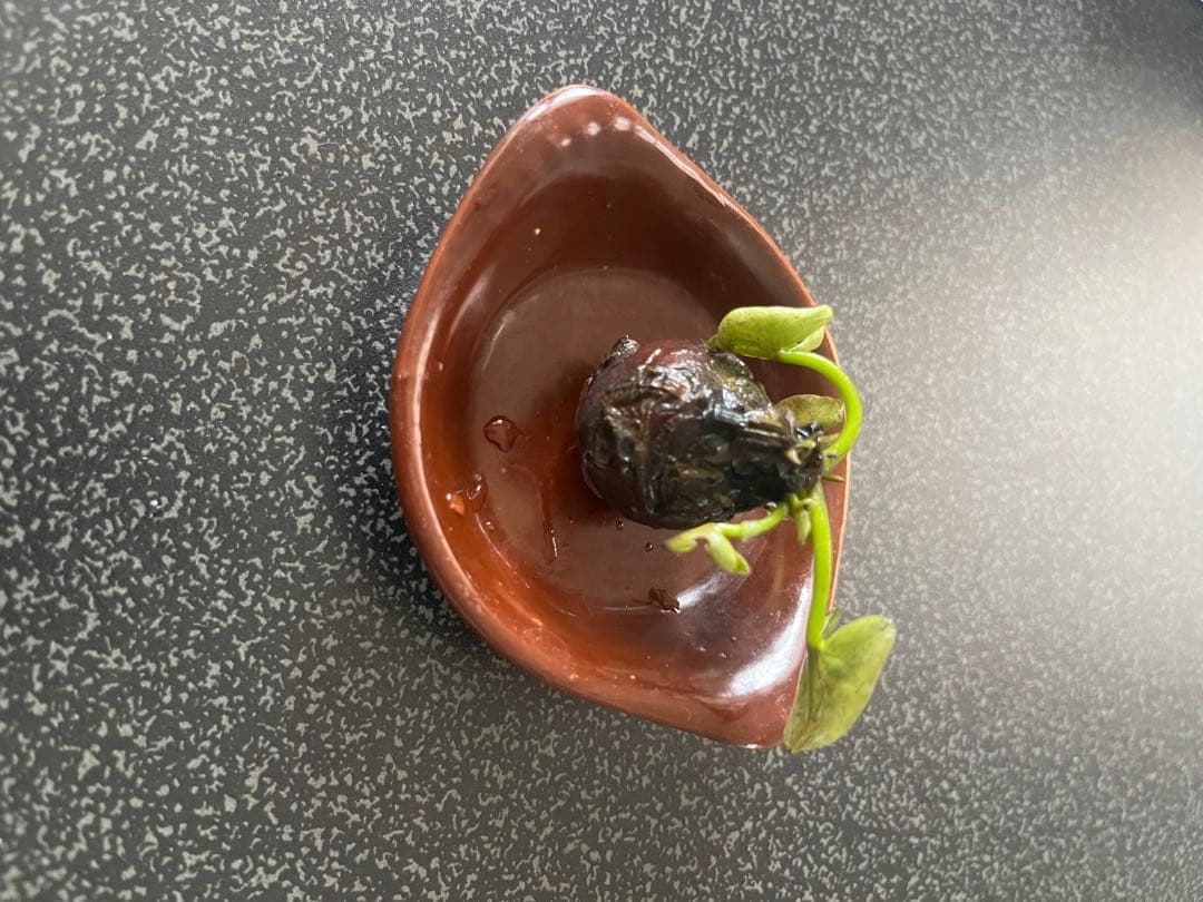 睡蓮の苗1個( ニンファエア・エボレット) nymphaea evolet