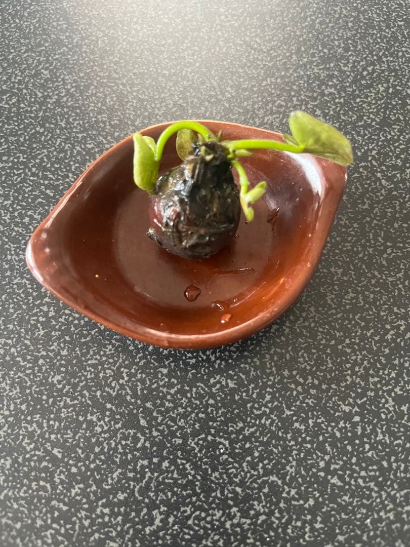 睡蓮の苗1個( ニンファエア・エボレット) nymphaea evolet