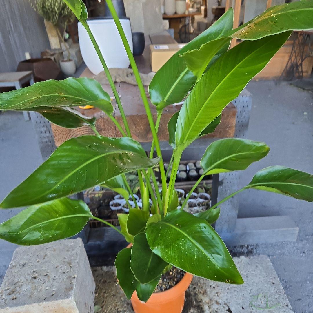 ④　ストレリチアオーガスタ　8号４株植え特大苗木最高等級極上品‼️　ランク上