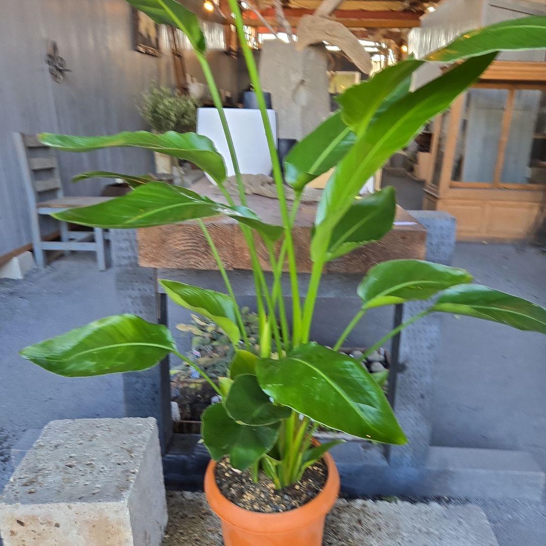 ④　ストレリチアオーガスタ　8号４株植え特大苗木最高等級極上品‼️　ランク上