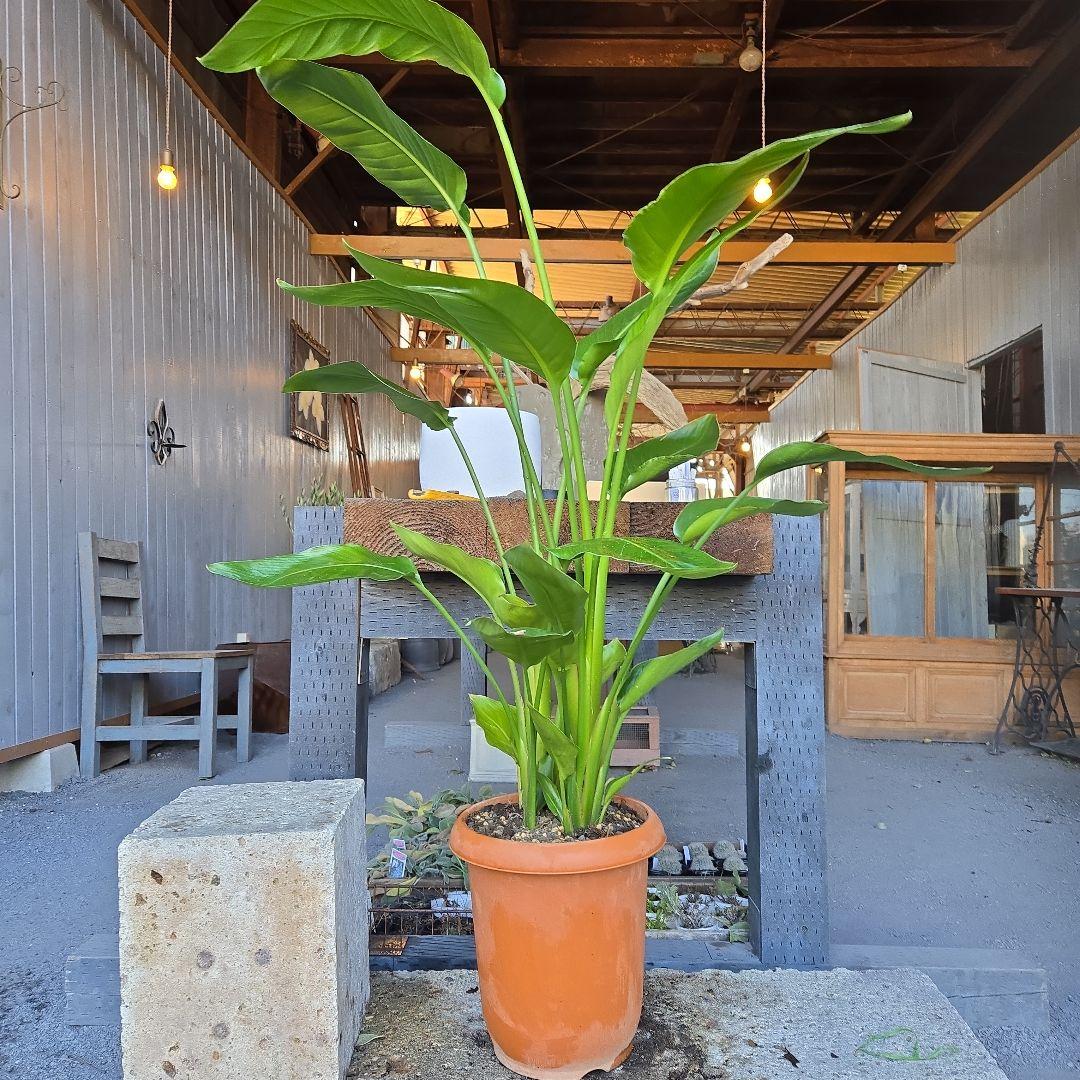 ④　ストレリチアオーガスタ　8号４株植え特大苗木最高等級極上品‼️　ランク上