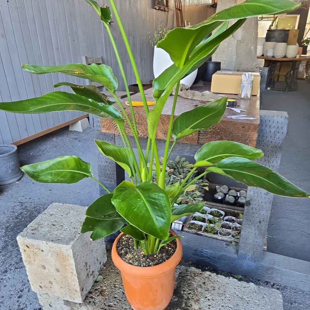 ④　ストレリチアオーガスタ　8号４株植え特大苗木最高等級極上品‼️　ランク上