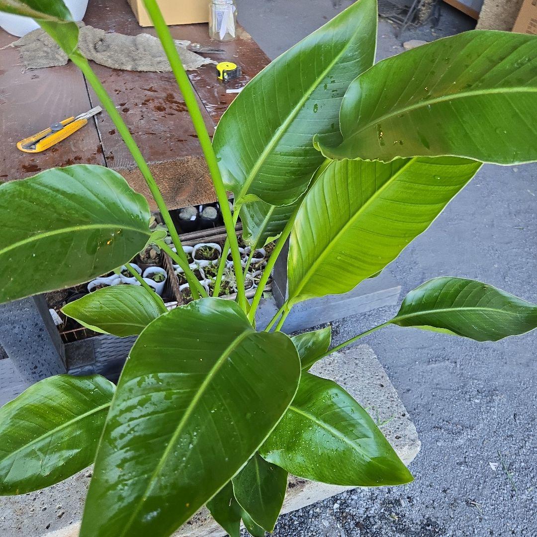 ④　ストレリチアオーガスタ　8号４株植え特大苗木最高等級極上品‼️　ランク上