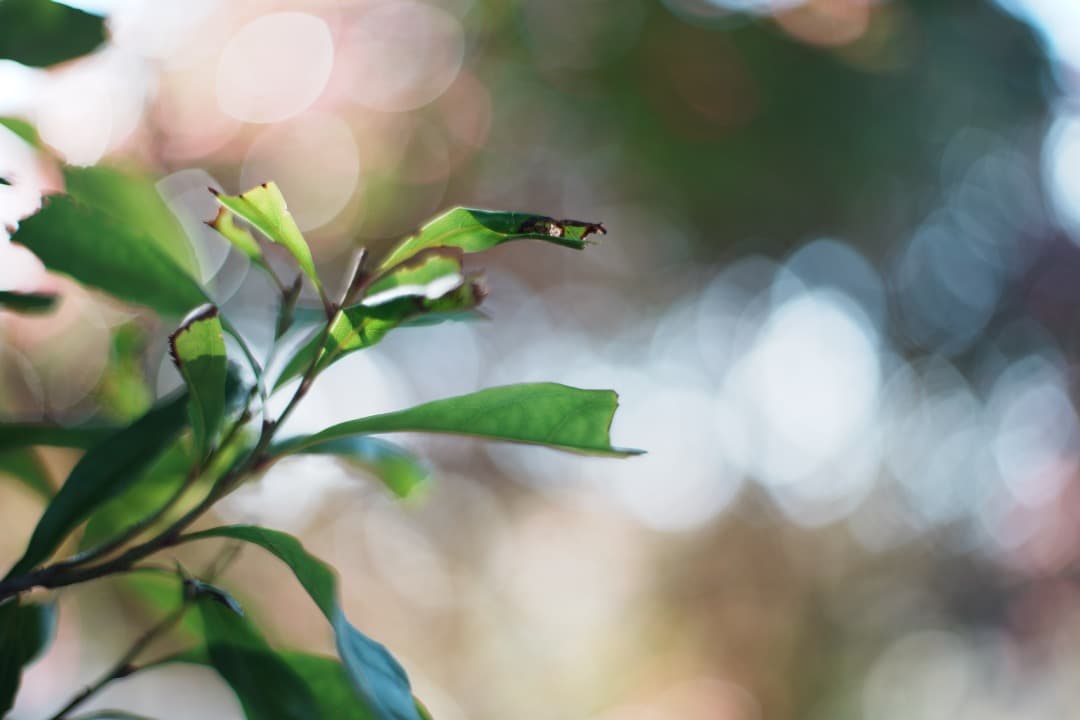 【極美品】Carl Zeiss Planar 50mm F1.4 MMJ 996
