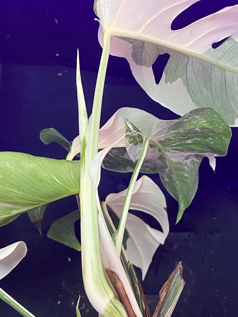 モンステラ ボルシギアナ　ホワイトタイガー　斑入り Monstera