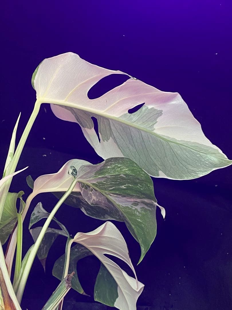 モンステラ ボルシギアナ　ホワイトタイガー　斑入り Monstera