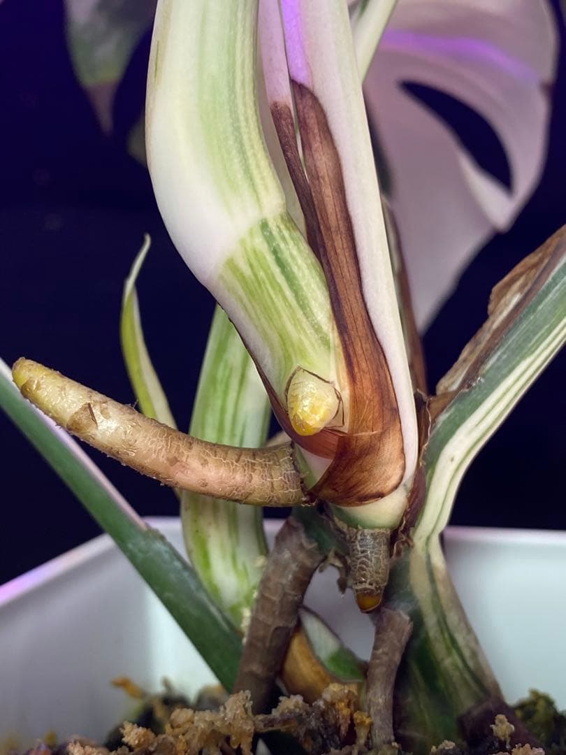 モンステラ ボルシギアナ　ホワイトタイガー　斑入り Monstera