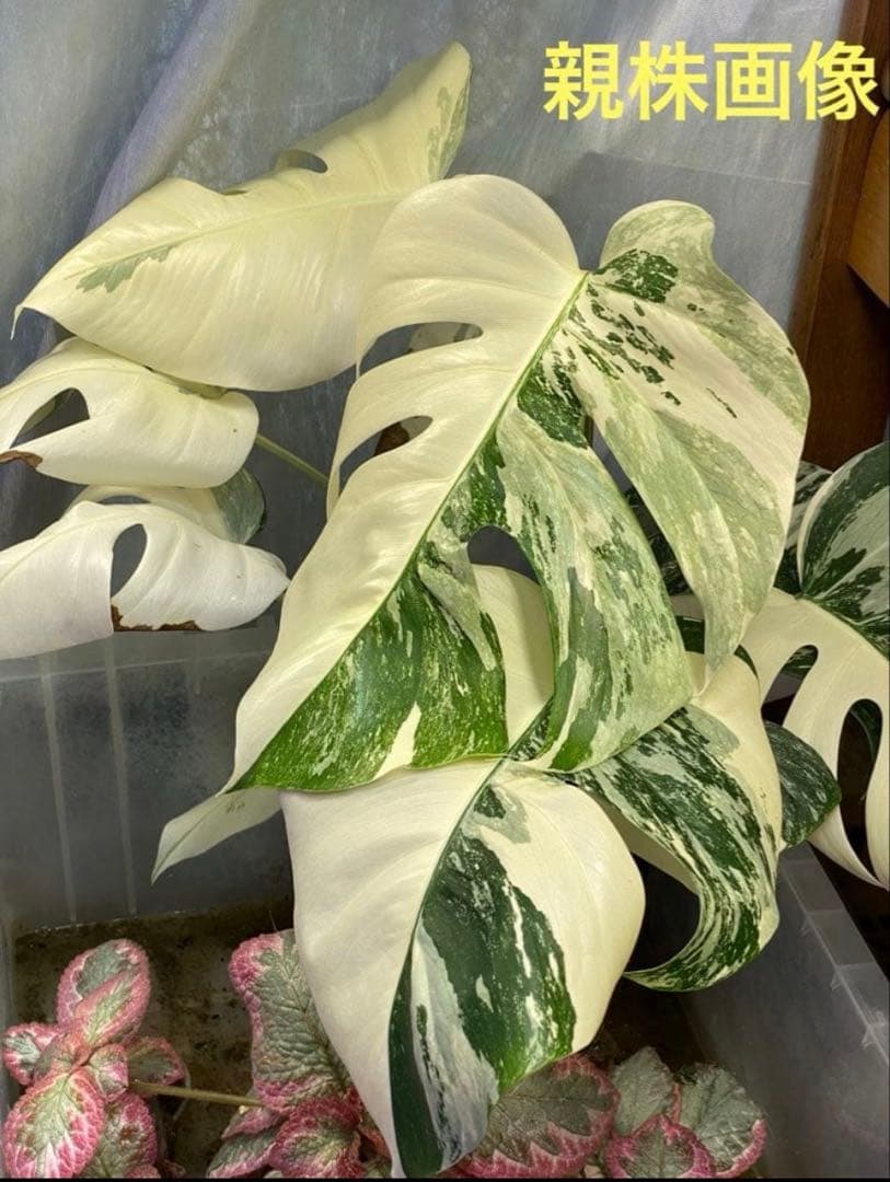 モンステラ ボルシギアナ　ホワイトタイガー　斑入り Monstera