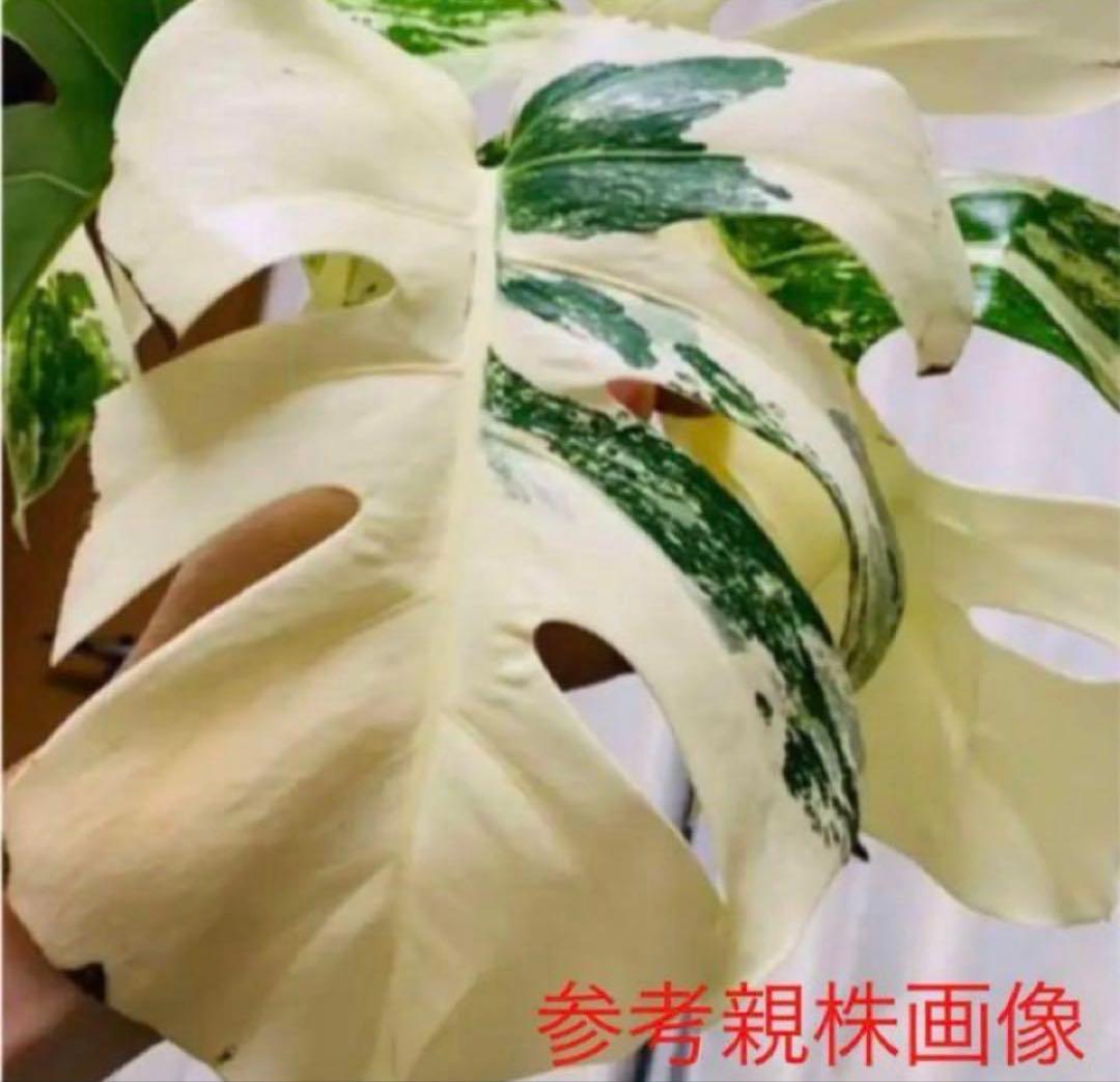モンステラ ボルシギアナ　ホワイトタイガー　斑入り Monstera