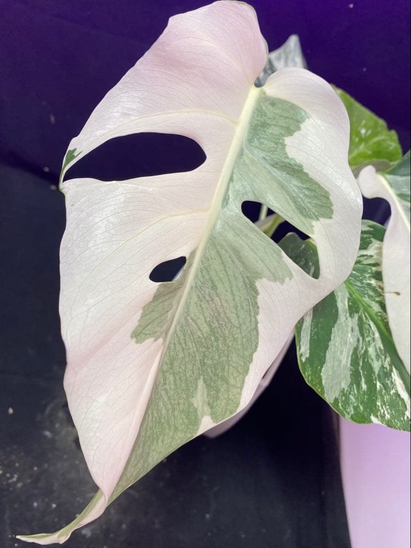 モンステラ ボルシギアナ　ホワイトタイガー　斑入り Monstera