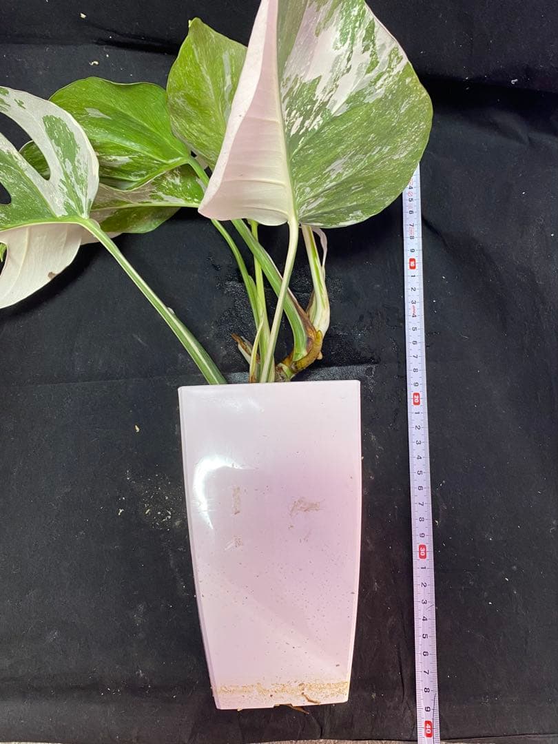 モンステラ ボルシギアナ　ホワイトタイガー　斑入り Monstera