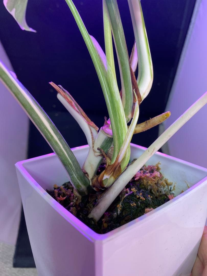 モンステラ ボルシギアナ　ホワイトタイガー　斑入り Monstera