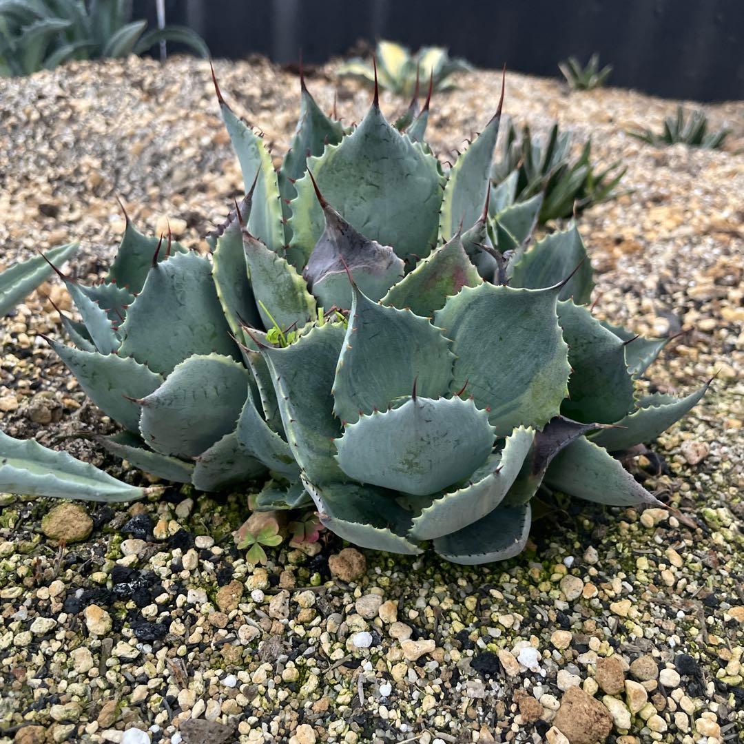 アガベ　山宅雷神錦　群生