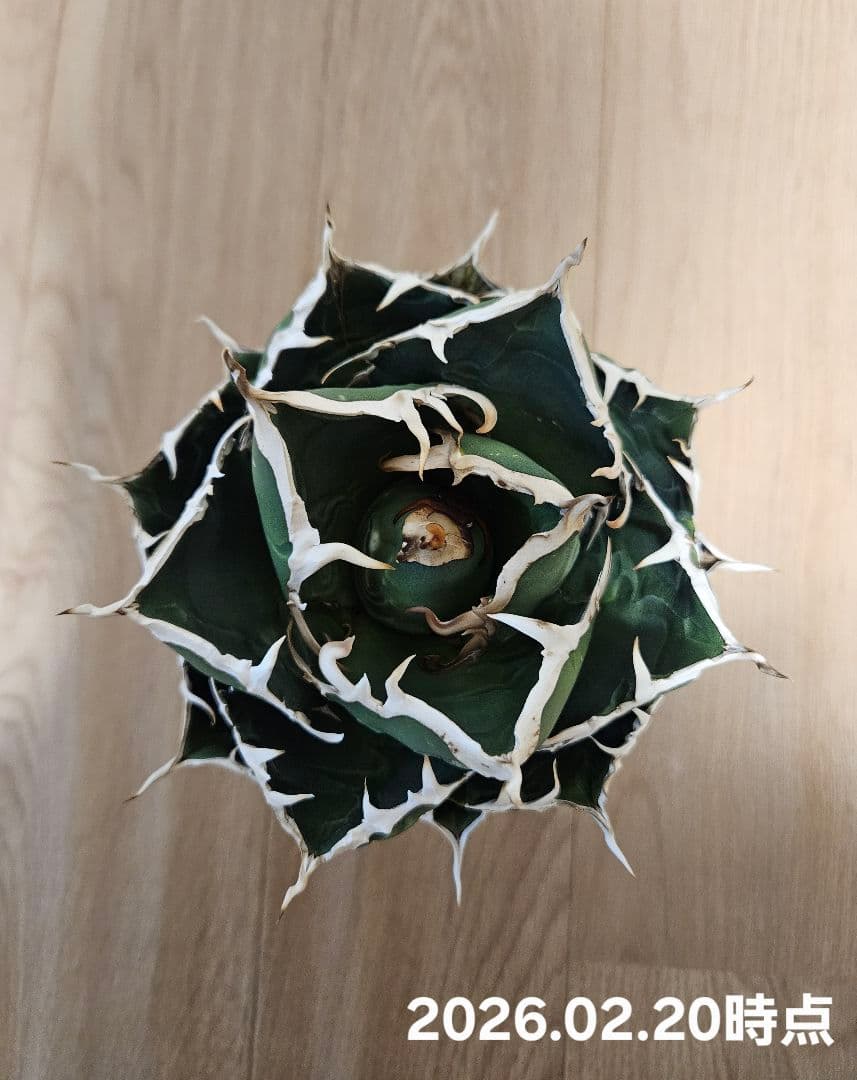 【Agave】白鯨