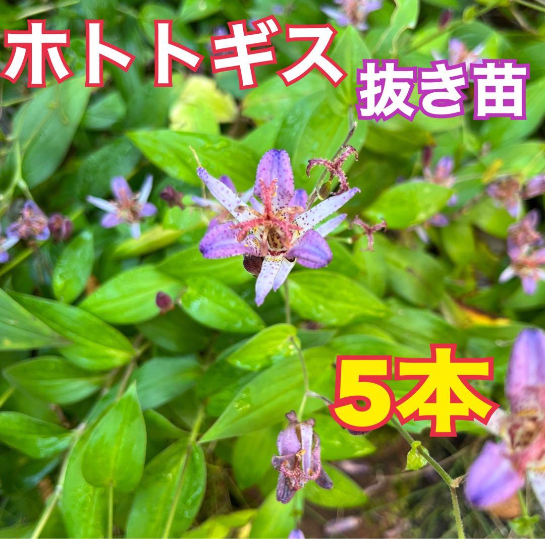 MIKA様　確認用