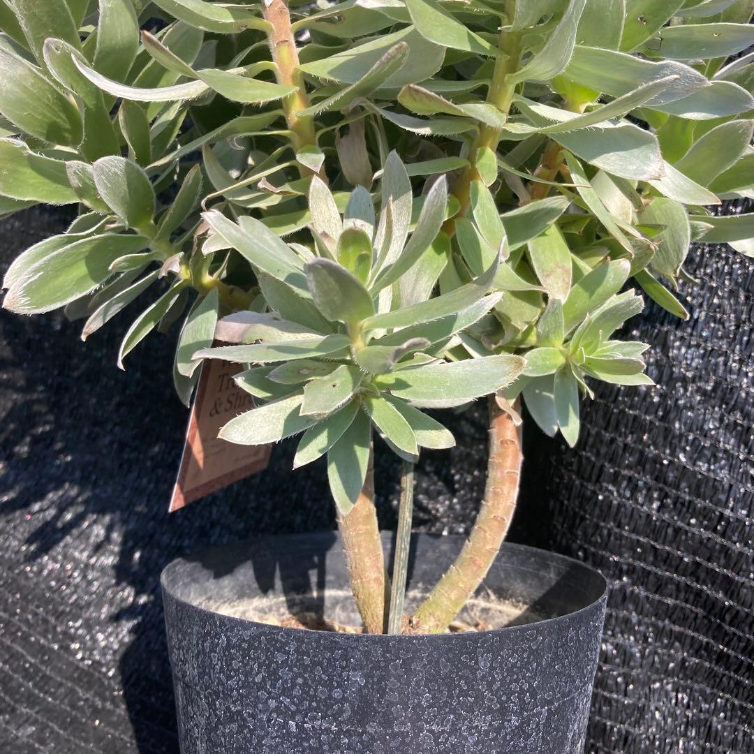 ③*:ஐ白く光るシルバーリーフが魅力‼︎*:ஐ【ミメテス・シルバー】苗木・５号