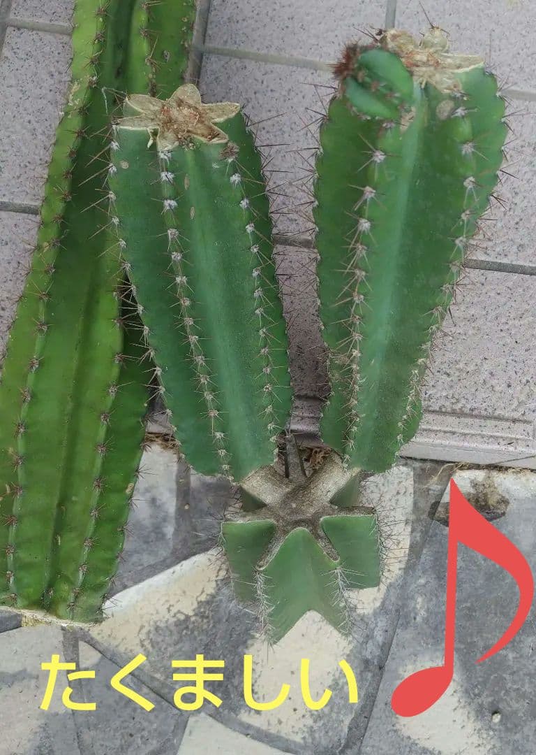 柱サボテン鬼面角ブランチ約55㌢2本　ユッカ約75㌢ ❤3本おまとめ❤