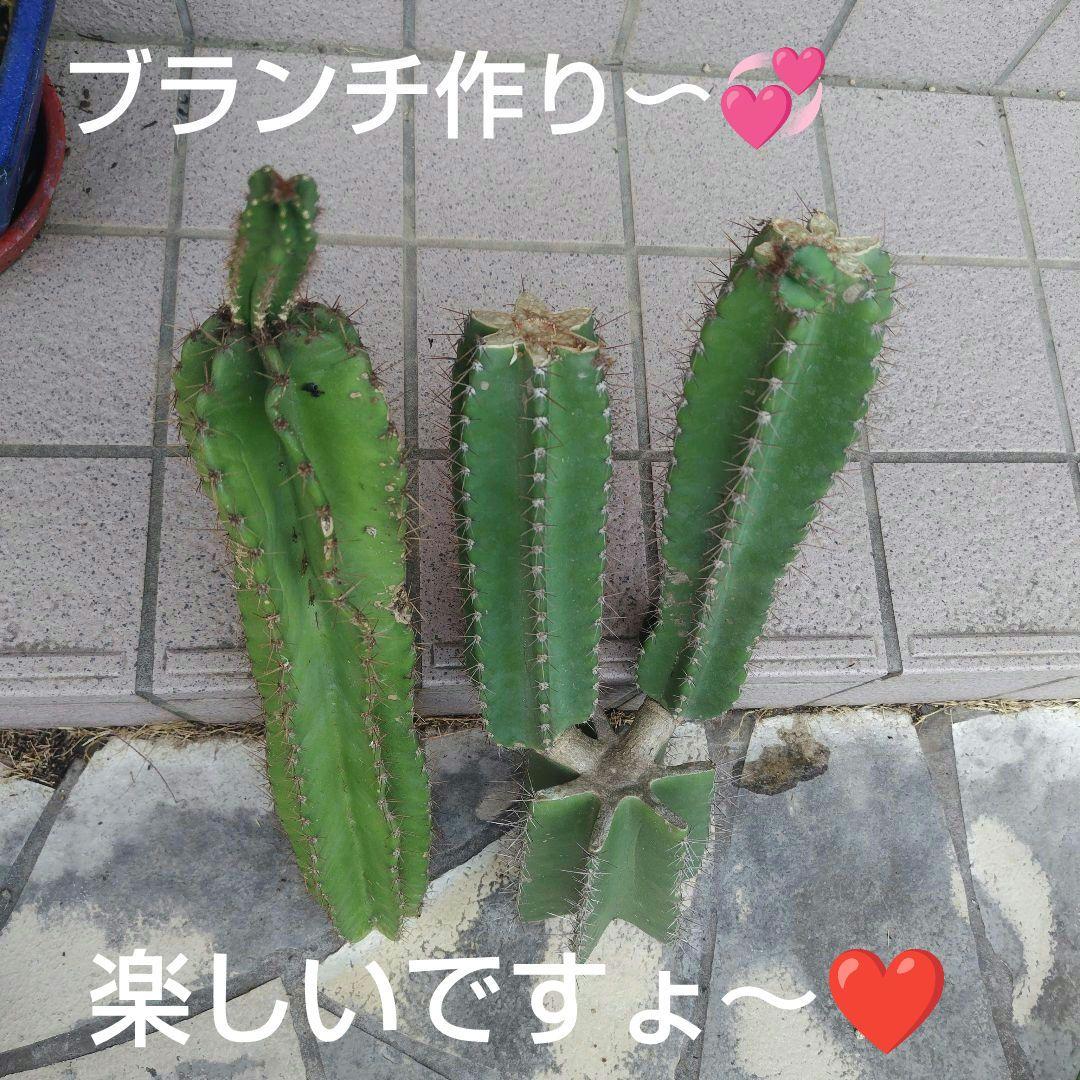 柱サボテン鬼面角ブランチ約55㌢2本　ユッカ約75㌢ ❤3本おまとめ❤