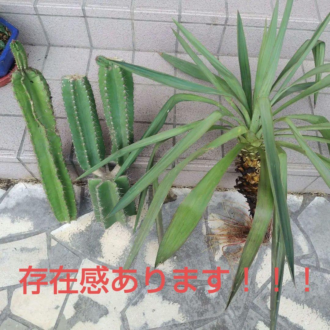 柱サボテン鬼面角ブランチ約55㌢2本　ユッカ約75㌢ ❤3本おまとめ❤