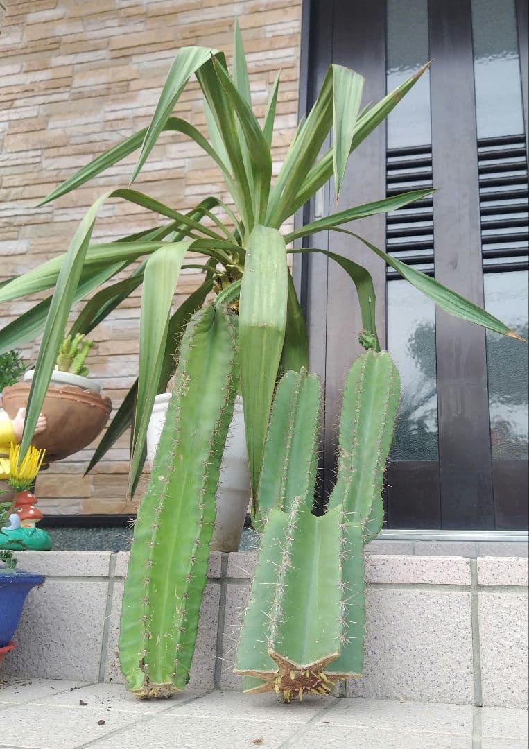 柱サボテン鬼面角ブランチ約55㌢2本　ユッカ約75㌢ ❤3本おまとめ❤
