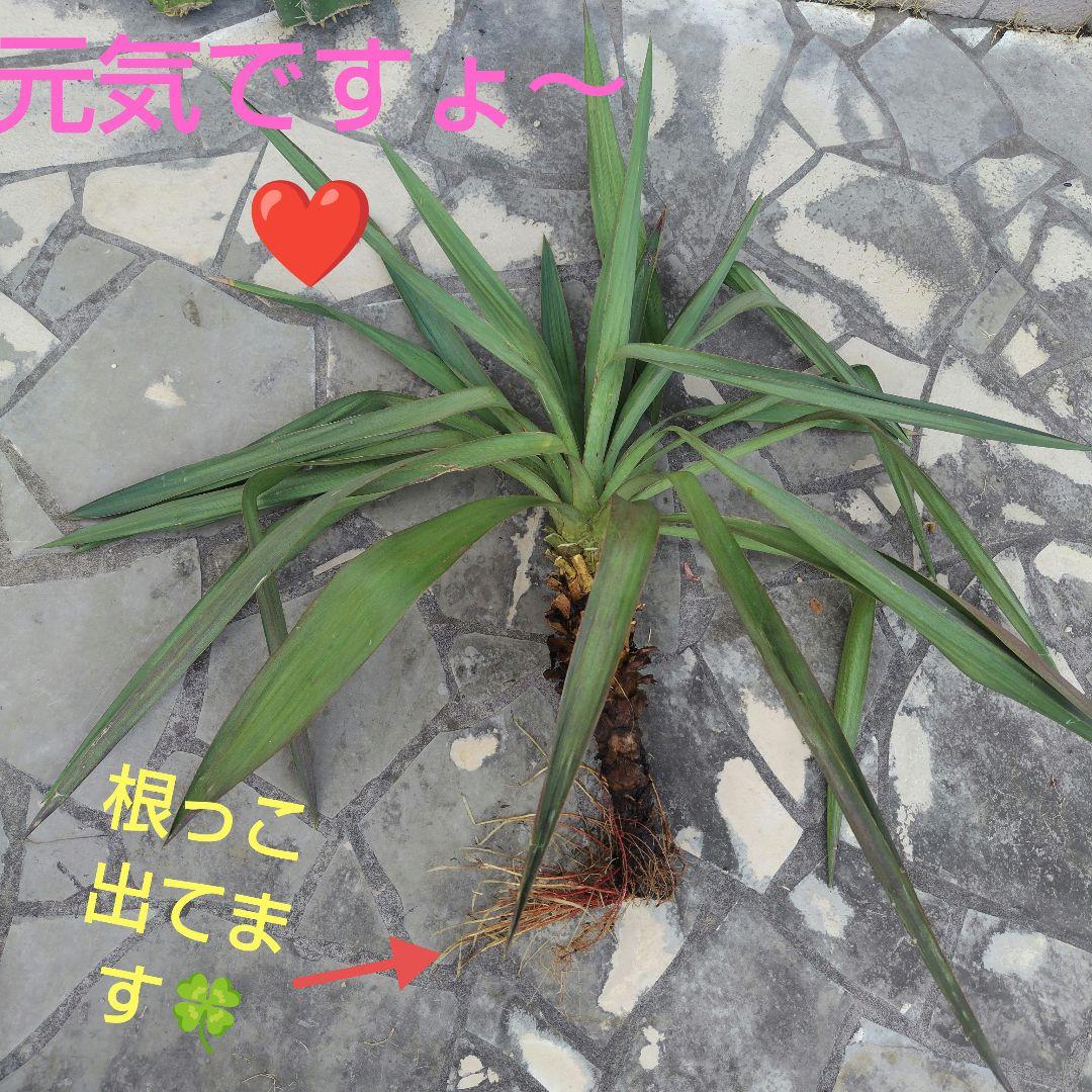 柱サボテン鬼面角ブランチ約55㌢2本　ユッカ約75㌢ ❤3本おまとめ❤
