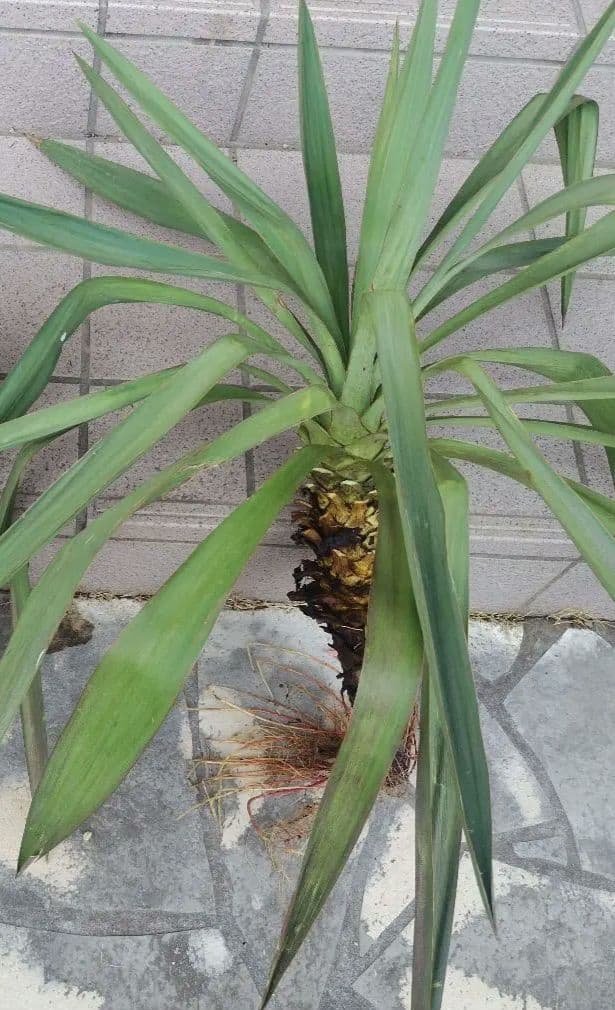 柱サボテン鬼面角ブランチ約55㌢2本　ユッカ約75㌢ ❤3本おまとめ❤