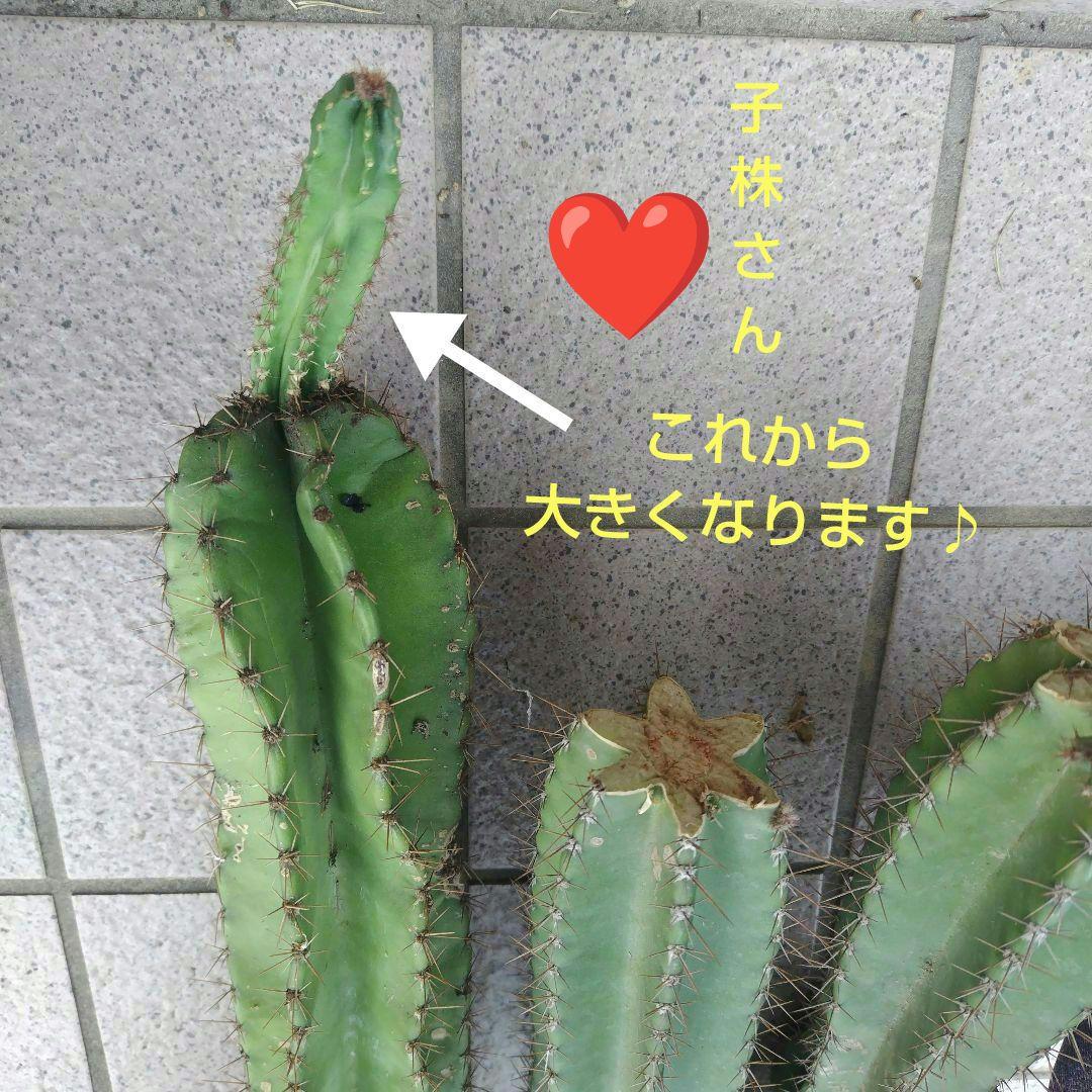 柱サボテン鬼面角ブランチ約55㌢2本　ユッカ約75㌢ ❤3本おまとめ❤