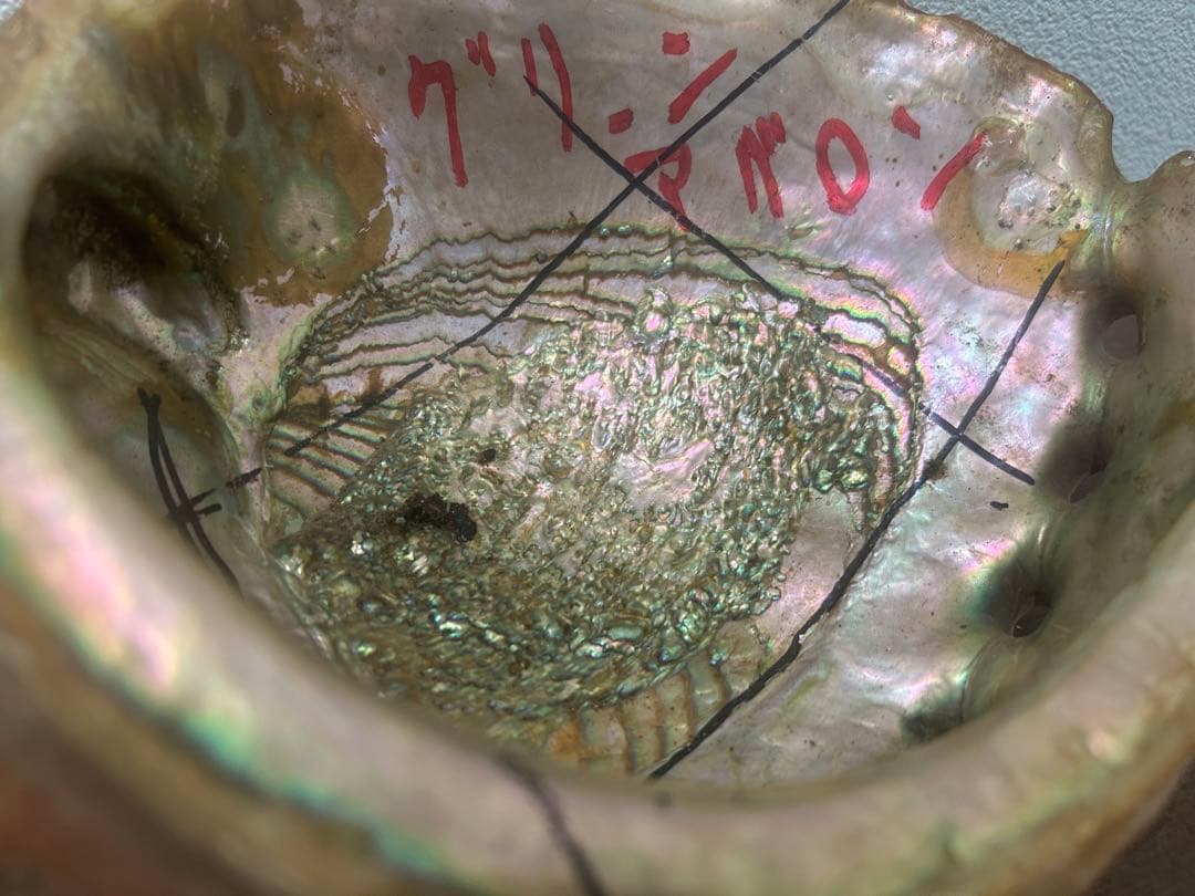 大型グリーンアバロン 貝殻 クラフト アバロンシェル　834g 約20×17cm