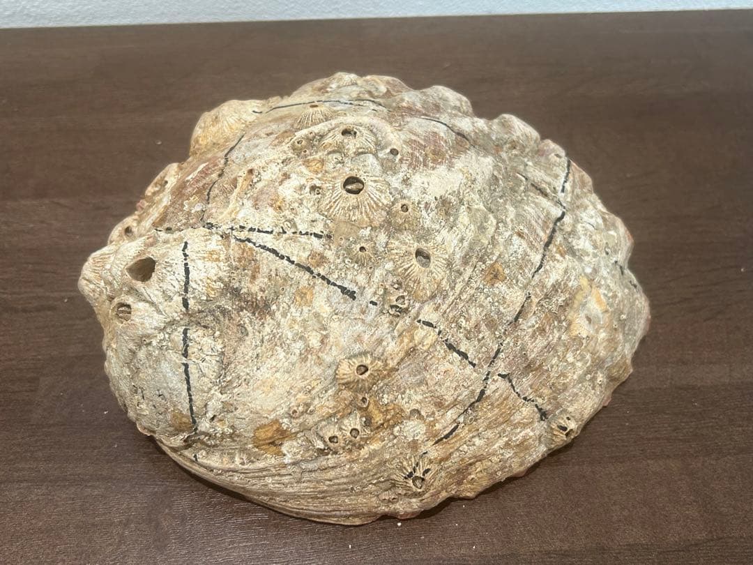 大型グリーンアバロン 貝殻 クラフト アバロンシェル　834g 約20×17cm