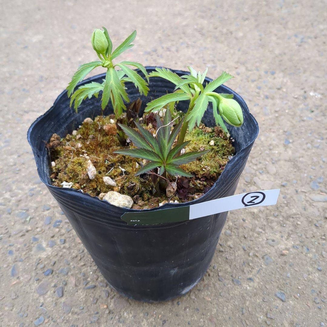 j*i様 マニア向け品種　クリスマスローズ原種交配　グリーンスマイル×デュメトラ