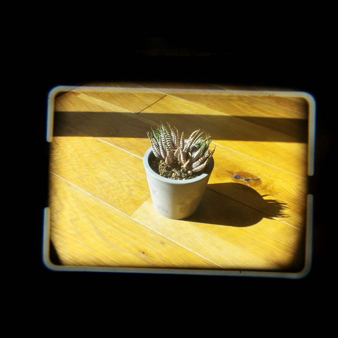 OLYMPUS XA2 + A11フラッシュ　動作品