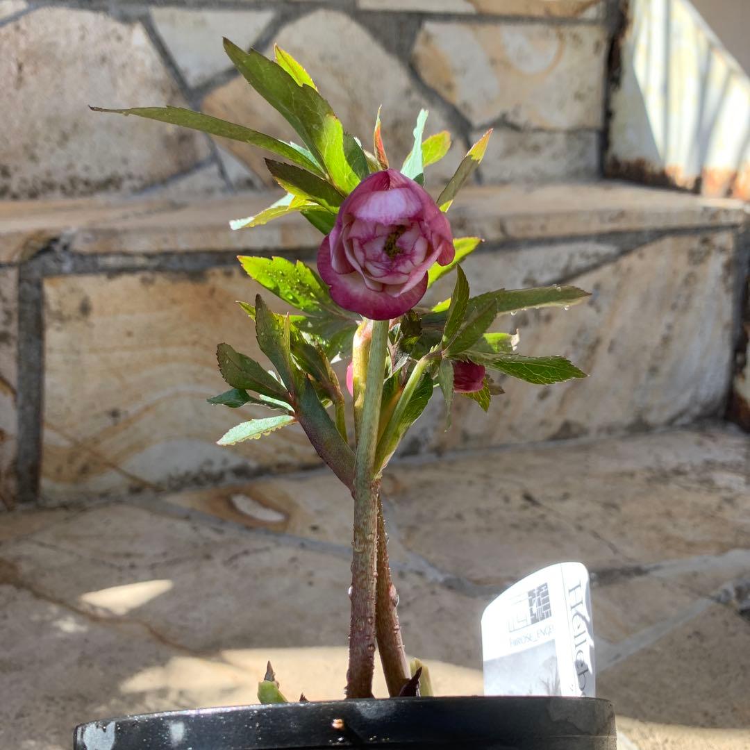 ★広瀬園芸様タグ付き.クリスマスローズピンクdd★