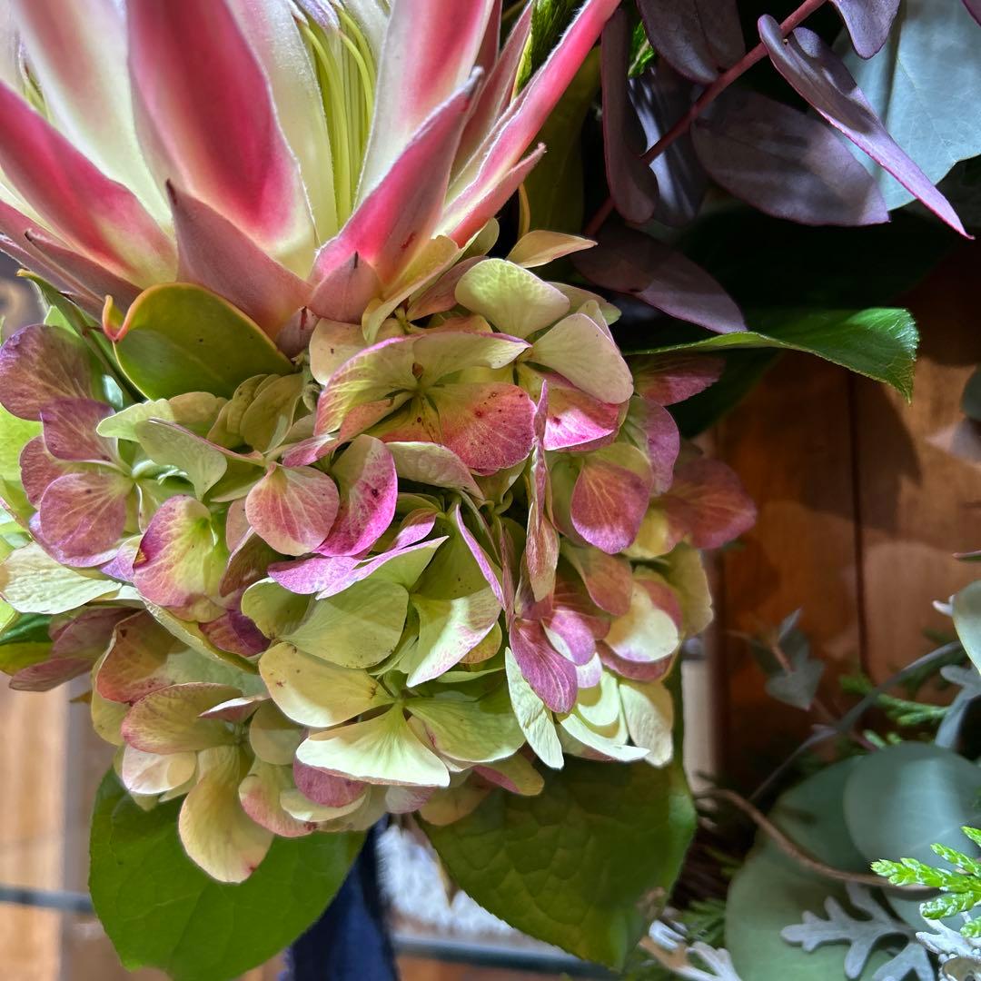 キングプロテアとバンクシアのリース