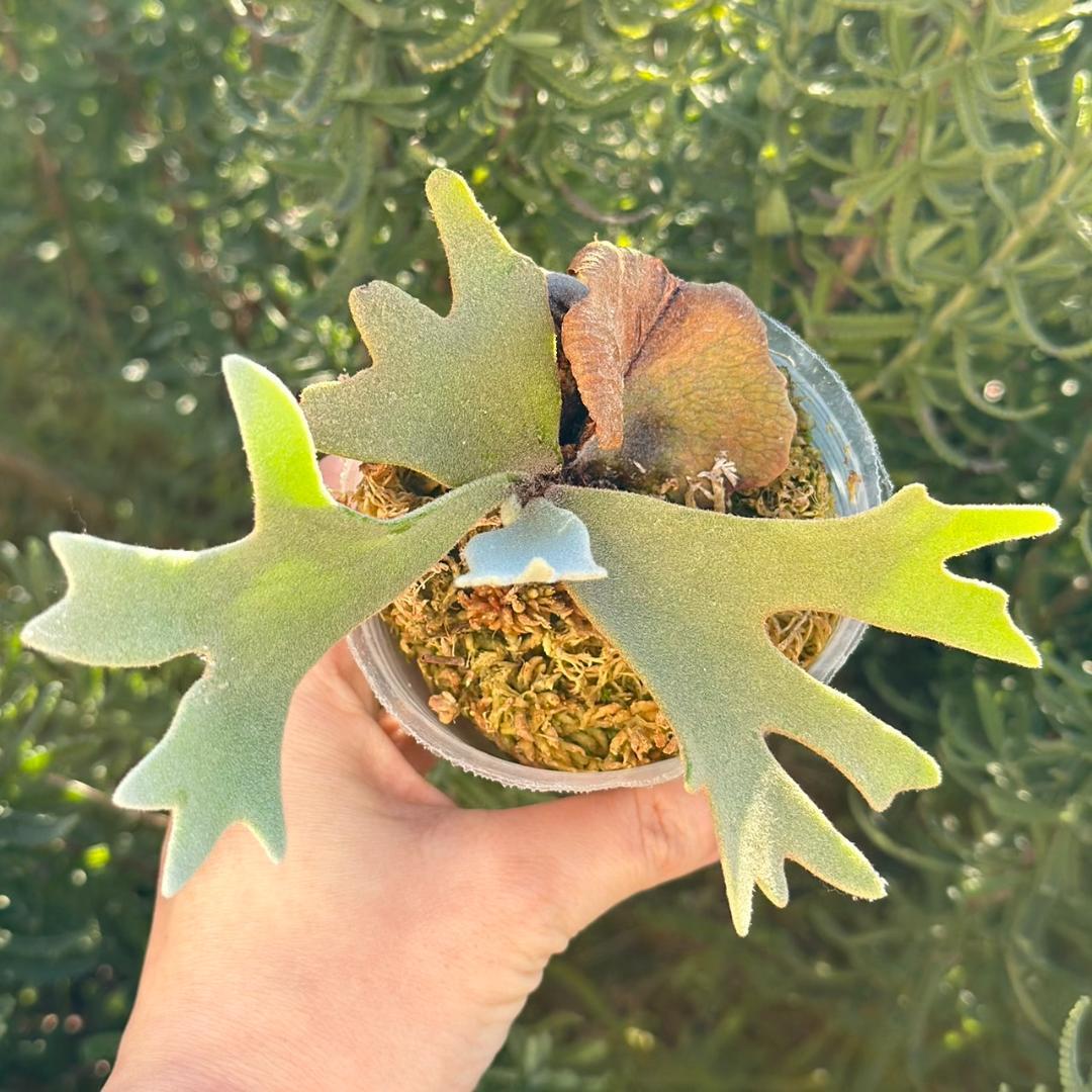 ビカクシダ P.willinckii OMG spore 4002