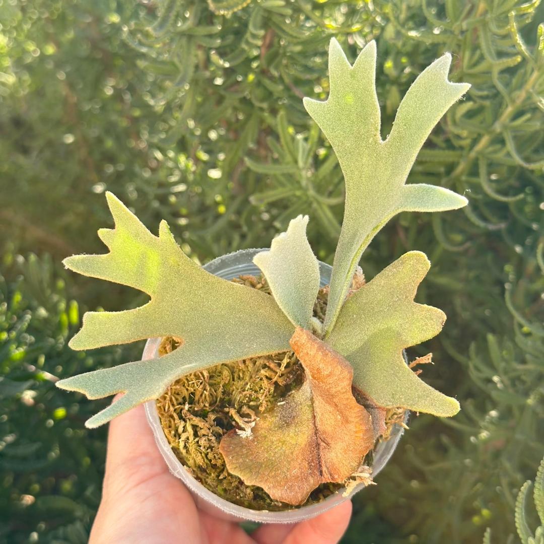 ビカクシダ P.willinckii OMG spore 4002