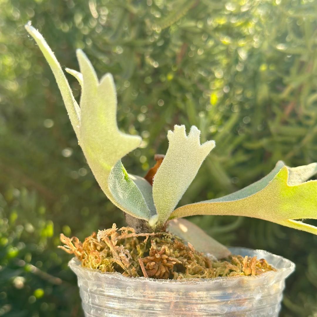 ビカクシダ P.willinckii OMG spore 4002