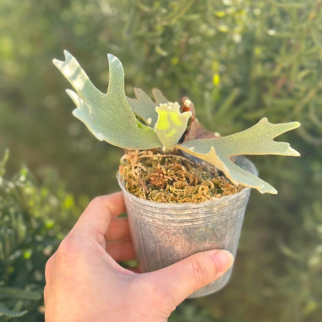 ビカクシダ P.willinckii OMG spore 4002