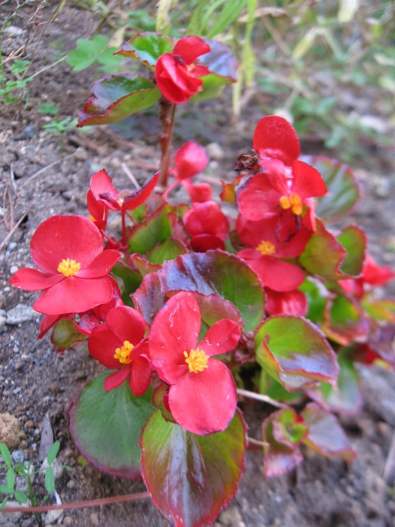 撮影⭕️訳あり【動作確認済み】Canon IXY DIGITAL 800IS