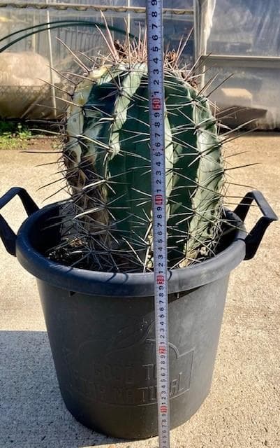 サボテン【巨鷲玉錦・斑入り】自社交配/実生/蔵出し１個限定/現品/ドライガーデン