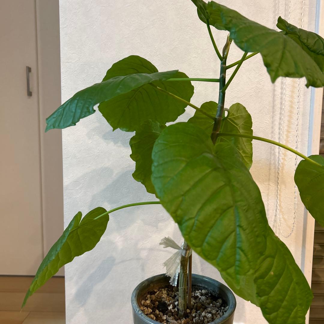 新芽有　5号鉢　鉢上50cm 1番大きな葉20cm 鉢付き　003