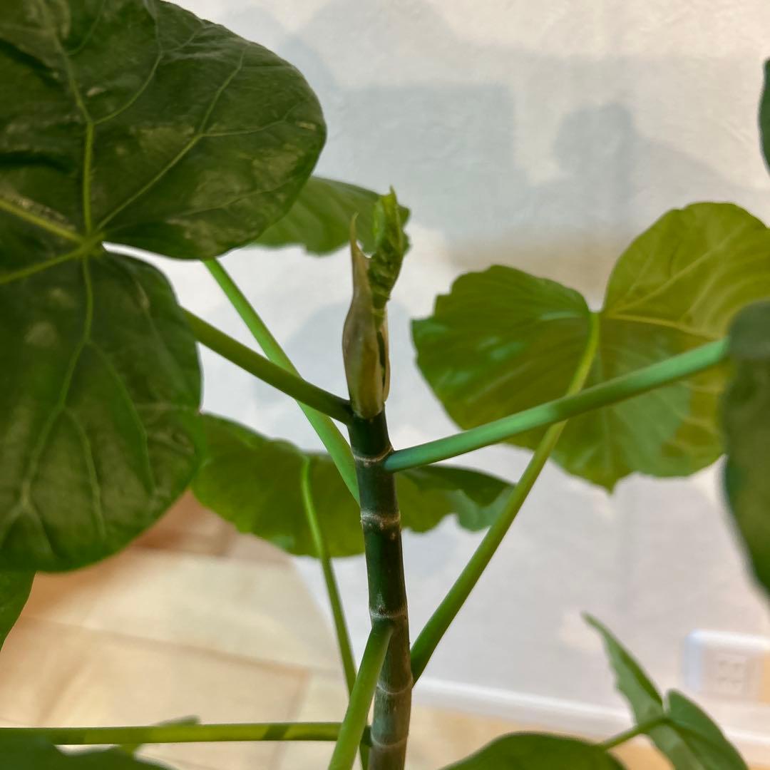 新芽有　5号鉢　鉢上50cm 1番大きな葉20cm 鉢付き　003