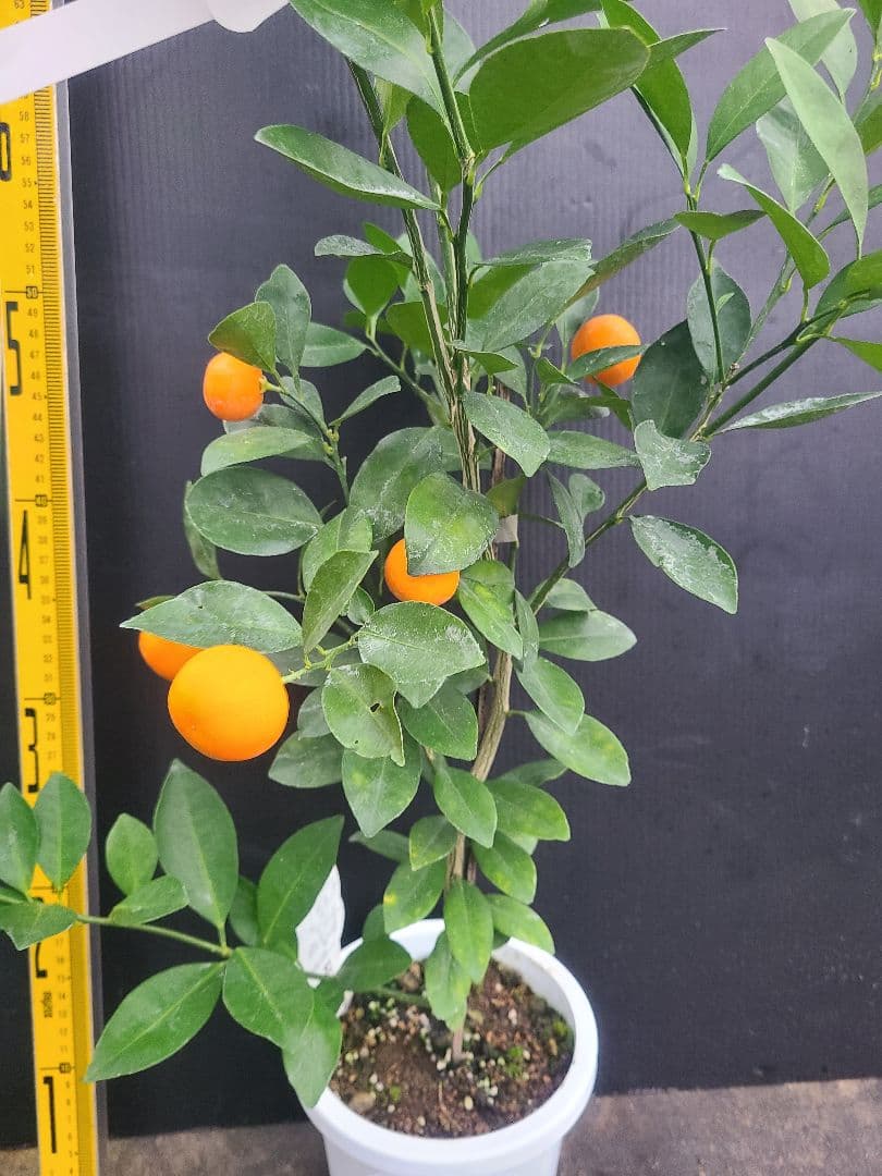 タチバナ（橘）実付き大株 6号鉢 接木3年生苗｜日本固有柑橘・耐寒性◎ 現品発送