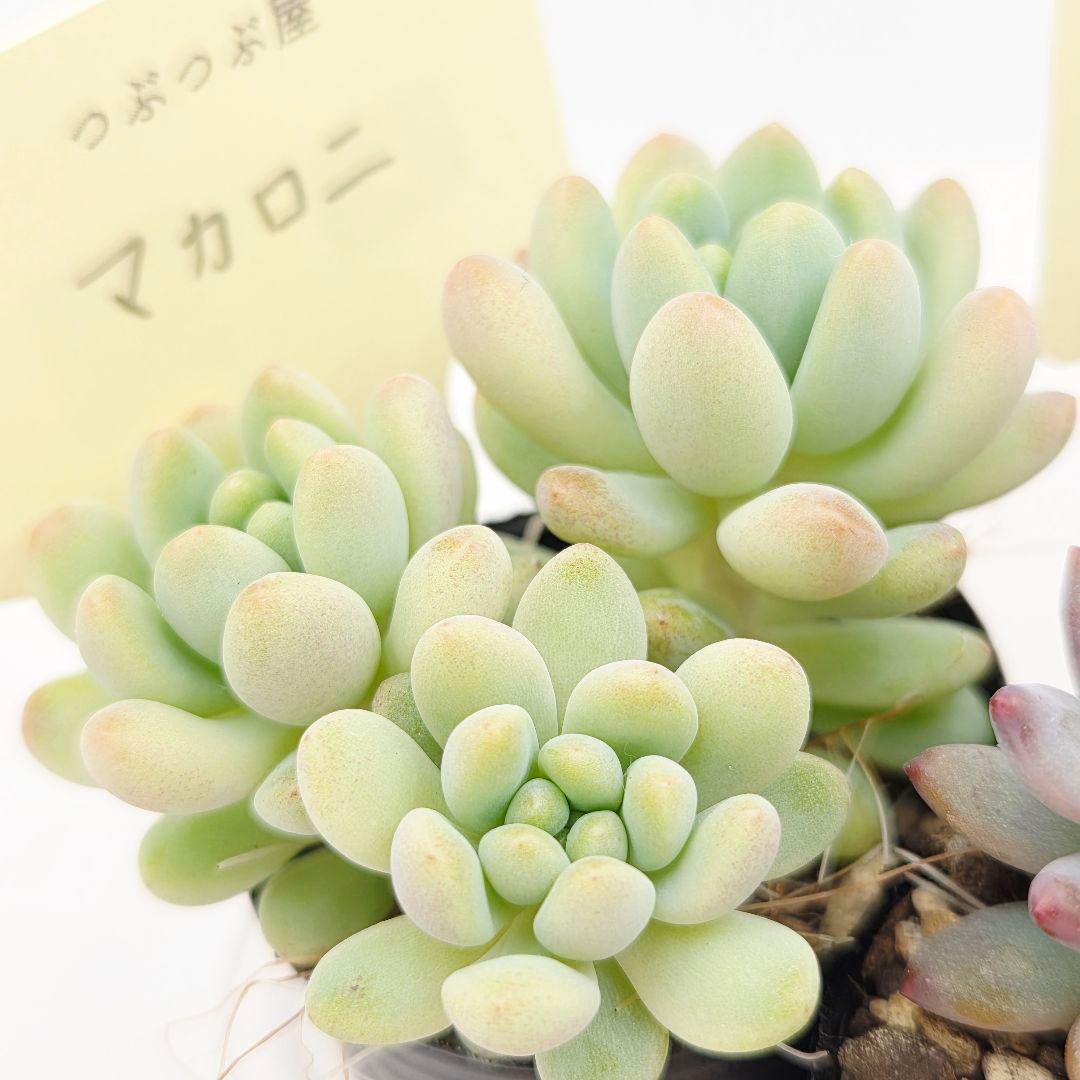 ♡flower♡様➂萌牡丹❣️つらら❣️マカロニ❣️発根済! ネコポス送料込