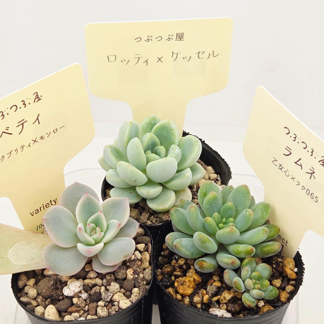 ♡flower♡様➂萌牡丹❣️つらら❣️マカロニ❣️発根済! ネコポス送料込