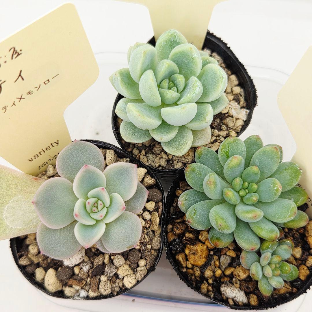 ♡flower♡様➂萌牡丹❣️つらら❣️マカロニ❣️発根済! ネコポス送料込