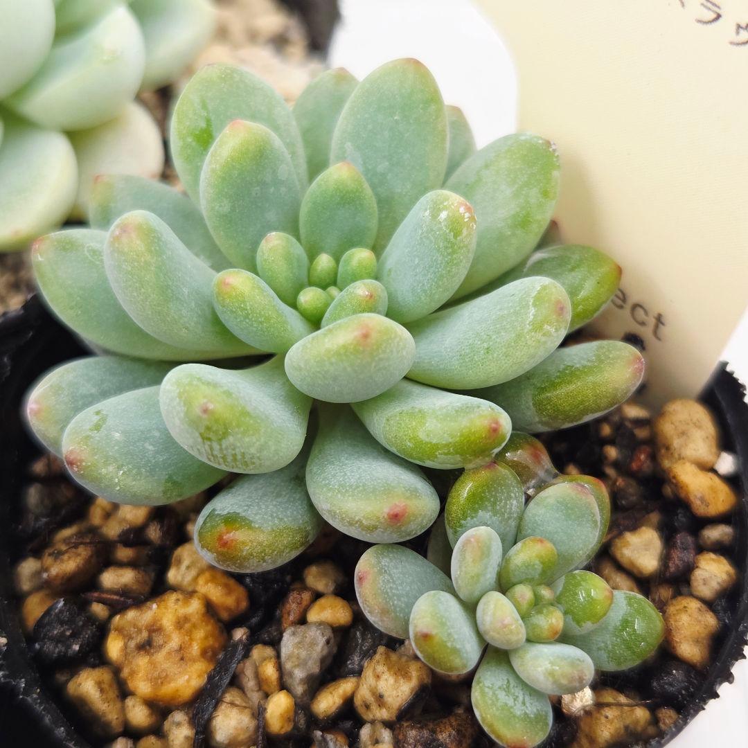 ♡flower♡様➂萌牡丹❣️つらら❣️マカロニ❣️発根済! ネコポス送料込