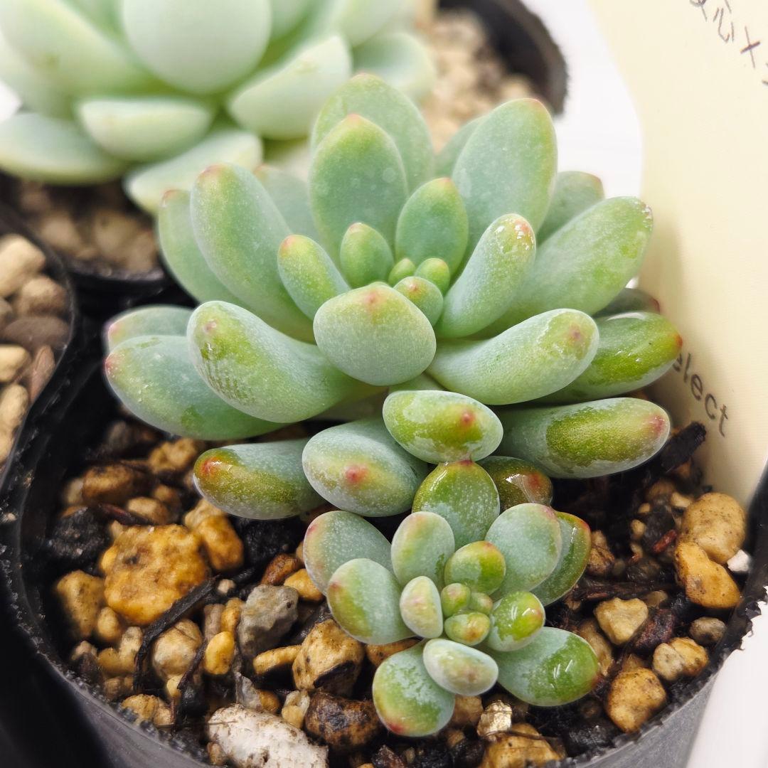 ♡flower♡様➂萌牡丹❣️つらら❣️マカロニ❣️発根済! ネコポス送料込